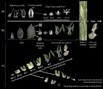 Laboratorio Ecofisiologia