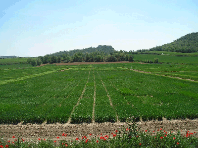 Laboratorio Ecofisiologia